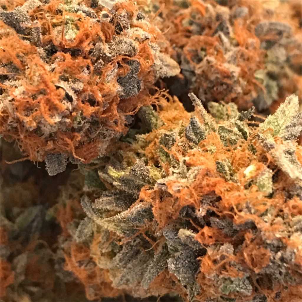 Cannatonic-1.jpg Cannatonic Marijuana Strain - Image 1